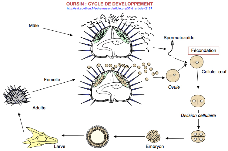 Cycl dev oursin