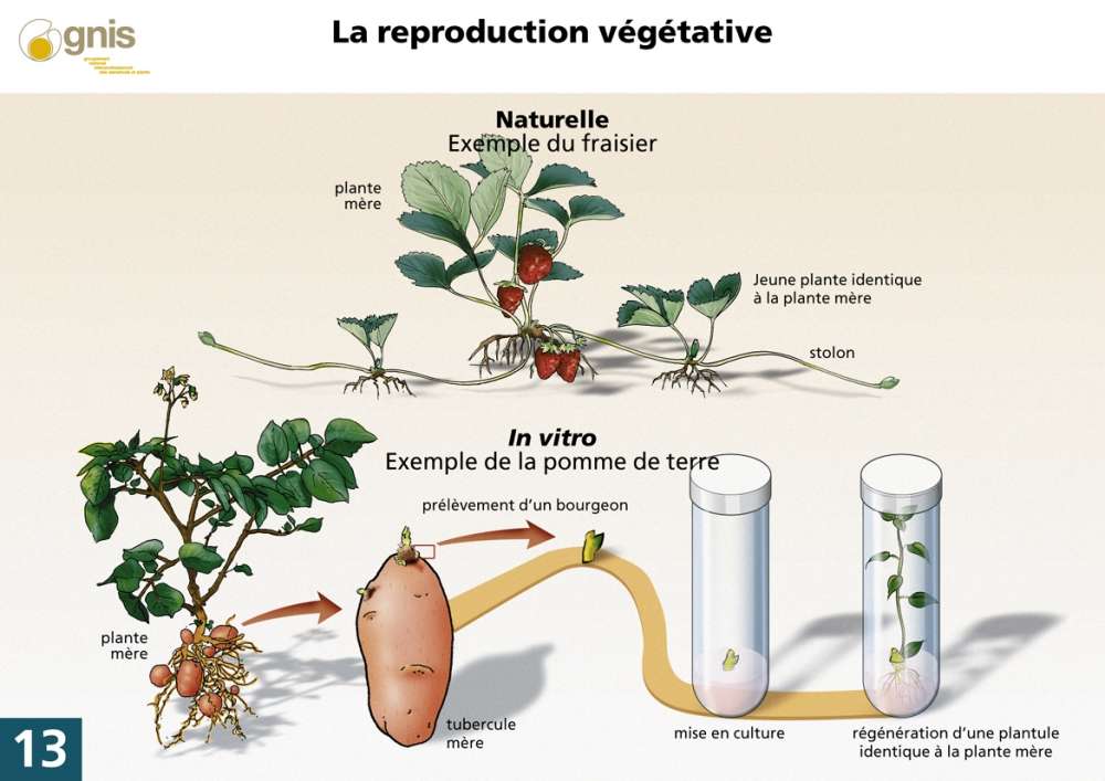 Reprod végétative